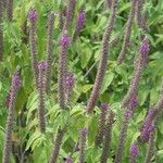 Teucrium hircanicum Flower