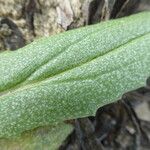 Senecio californicus Листок