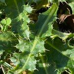 Cirsium acaule Liść