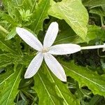 Hippobroma longiflora Λουλούδι