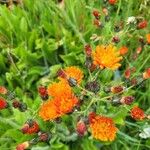 Pilosella guthnikiana Flor