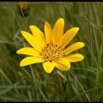 Wyethia angustifolia Flower