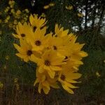 Helianthus salicifoliusBlüte