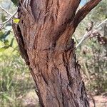 Angophora hispida Bark