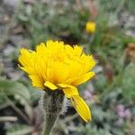 Leontodon crispus Flower