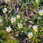 Viola hymettia Plante entière