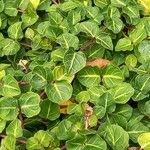 Mitchella repens Leaf