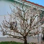 Prunus armeniaca आदत