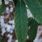 Rhododendron argyrophyllum Leaf