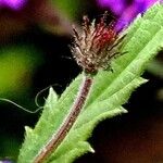 Verbena rigida Fruct