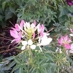 Cleome houtteana Flower