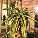 Aloe excelsa Leaf