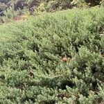 Juniperus rigida Folha