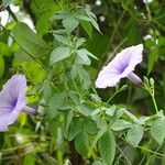 Ipomoea cairica Levél