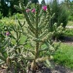 Cylindropuntia imbricata Hàbitat