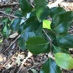 Flacourtia indica Blatt