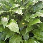 Hosta lancifolia ᱥᱟᱠᱟᱢ