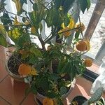 Citrus hystrix Кара