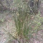 Scirpoides holoschoenus Hábitos