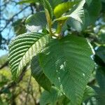 Alnus acuminata Leaf