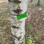 Betula grossa Bark