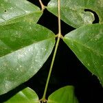 Eugenia basilaris 葉