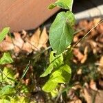 Lonicera canadensis Leaf