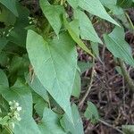 Fallopia dumetorum Leaf