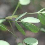 Chamaecrista hispidula List