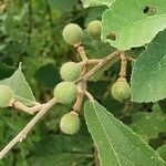 Grewia holstii Fruit