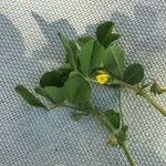 Medicago murex Blatt