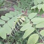 Robinia viscosa Ліст