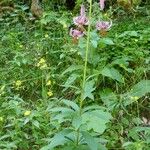 Lilium martagonHabit