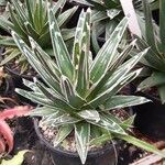 Agave victoriae-reginae Leaf