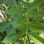 Sambucus canadensisBlatt