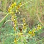 Flaveria bidentis Flower