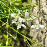 Moehringia muscosa Blüte