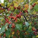 Malus sylvestris Плод