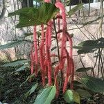 Acalypha hispida Burm.f.Цветок