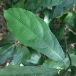 Pavonia fruticosa برگ