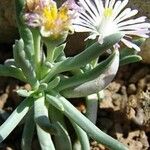 Cylindrophyllum tugwelliae Çiçek