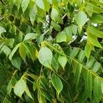 Juglans cinerea Blad