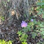 Scabiosa columbaria 花