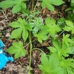 Hydrastis canadensis Leaf