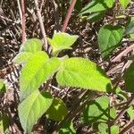 Salvia dorisiana Leaf