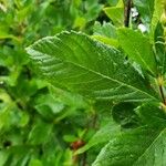 Clethra alnifolia Hoja