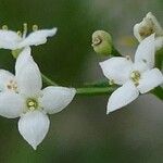 Galium pumilum Fleur