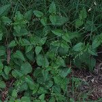Priva lappulacea 形态