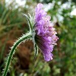 Knautia arvensis ফুল