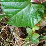 Cissus repens Blatt